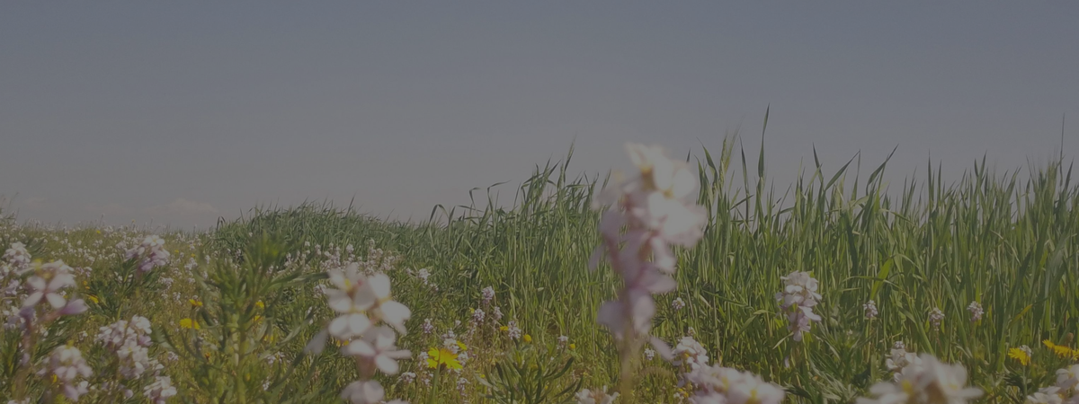 Field of flowers with a clear sky