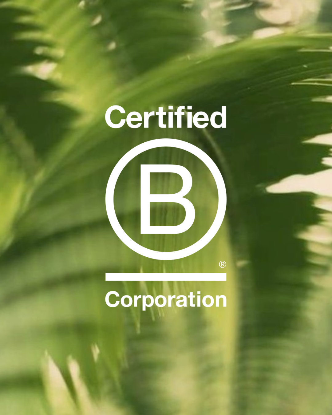 A white Certified B Corporation logo centered over a blurred green tropical leaf background.