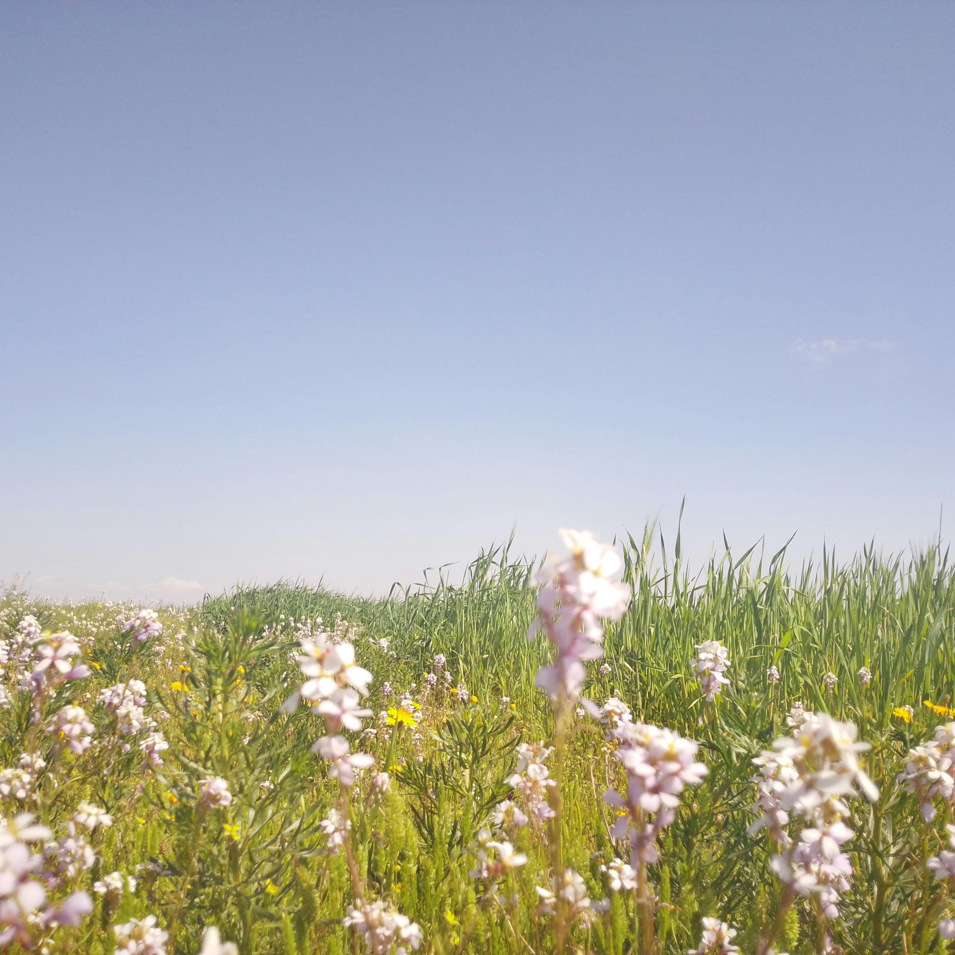 Field of pink flowers with a clear blue sky